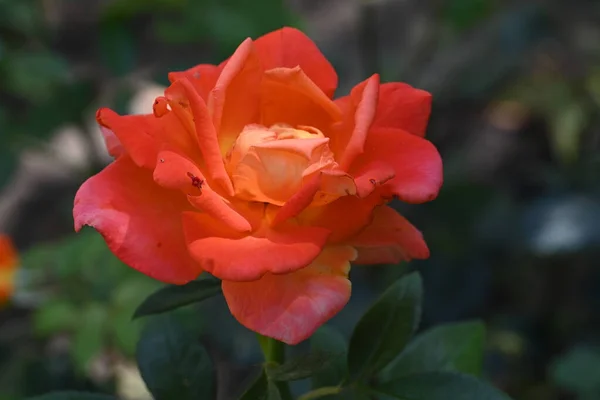 Zbliżenie Piękny Kwiat Róży Pomarańczowej Ogrodzie — Zdjęcie stockowe