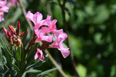 Bahçedeki güzel pembe çiçekler