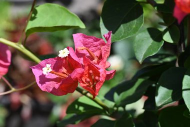 Bahçedeki güzel kırmızı çiçekler