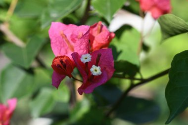Bahçedeki güzel kırmızı çiçekler