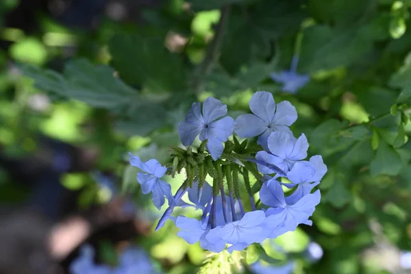 花园里美丽的蓝色花朵 — 图库照片