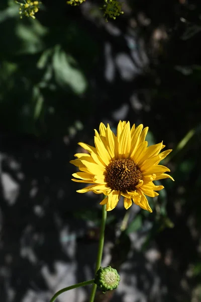 Bright Yellow Flower Close View — Stock Photo, Image