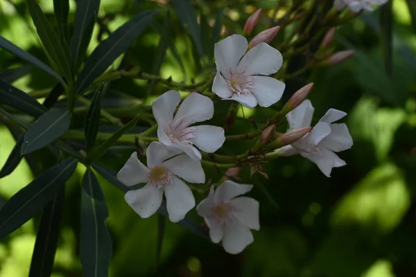 stock image close up of amazing white flowers growing outdoors