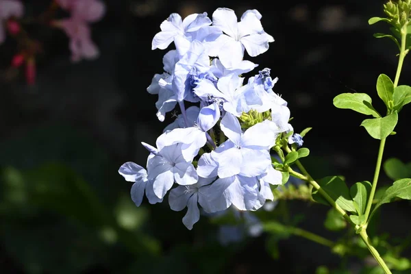 Beautiful Blue Flowers Garden — Stock Photo, Image