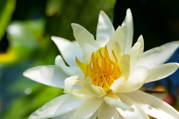 stock image beautiful white lotus in the pond