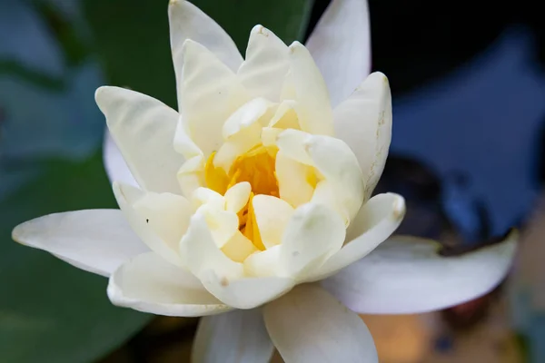 Güzel Beyaz Lotus Gölet — Stok fotoğraf