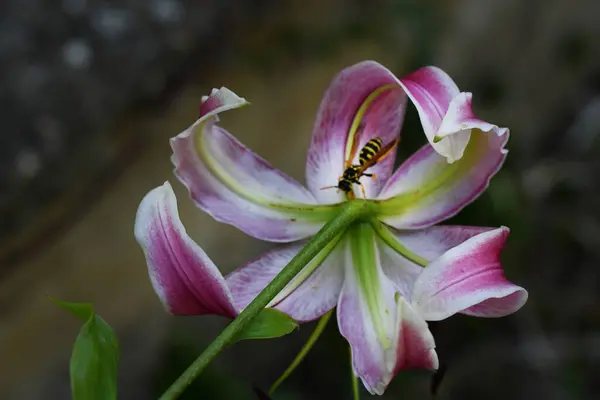 Όμορφα Λουλούδια Κρίνου Που Αναπτύσσονται Στον Κήπο Ηλιόλουστη Μέρα Του — Φωτογραφία Αρχείου
