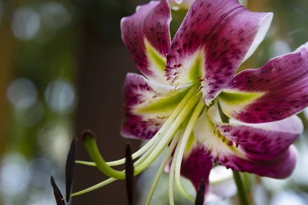 Lindas Flores Lírio Crescendo Jardim Verão Dia Ensolarado — Fotografia de Stock