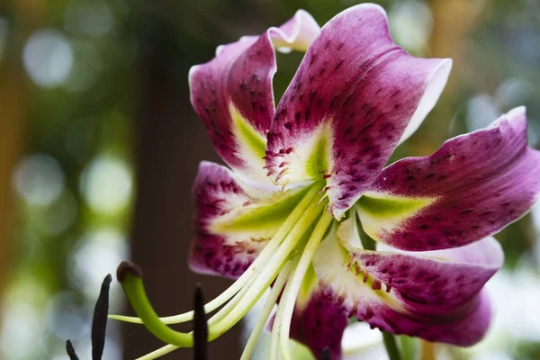 Belles Fleurs Lys Poussant Dans Jardin Journée Ensoleillée Été — Photo