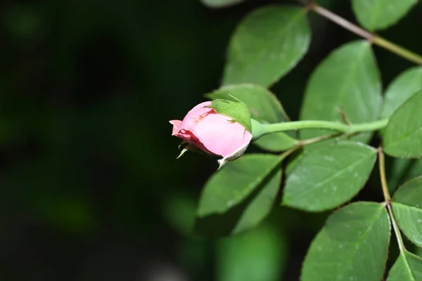 Όμορφο Ροζ Τριαντάφυλλο Λουλούδι Φύλλα — Φωτογραφία Αρχείου