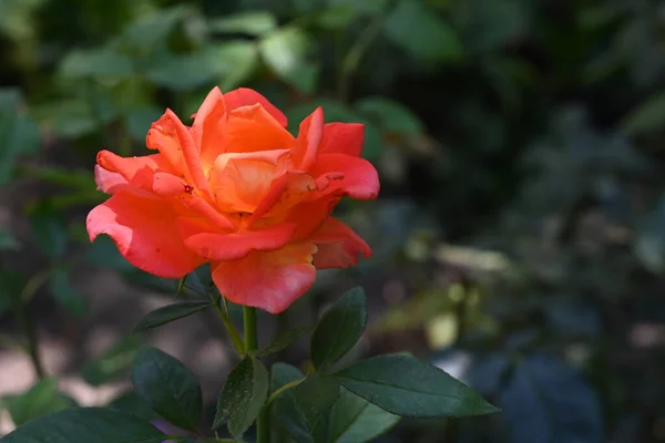 Bright Rose Flower Close — Stock fotografie