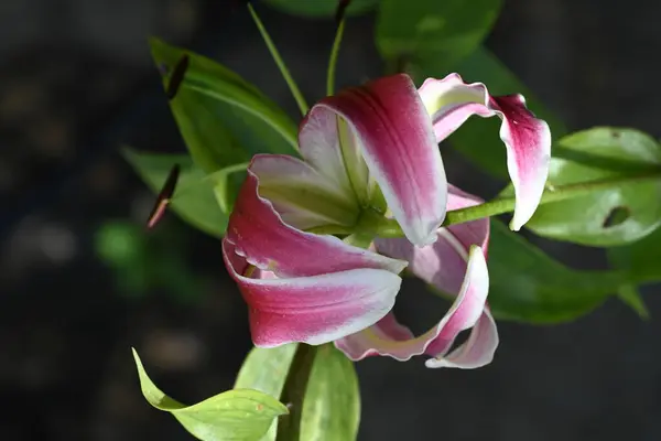 Piękne Kwiaty Lilii Rośnie Ogrodzie Letni Słoneczny Dzień — Zdjęcie stockowe
