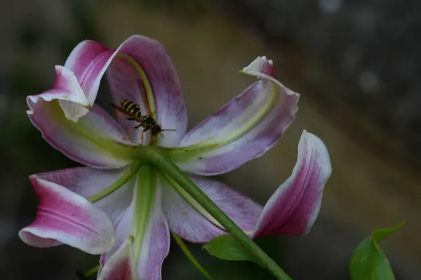 蜂と美しいリリーの花 — ストック写真