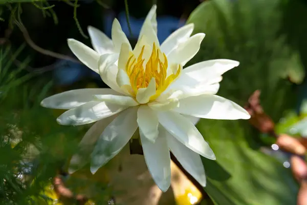 Beautiful White Lotus Pond — Stock Photo, Image