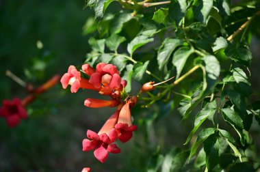 Bahçede büyüyen kırmızı çiçekler