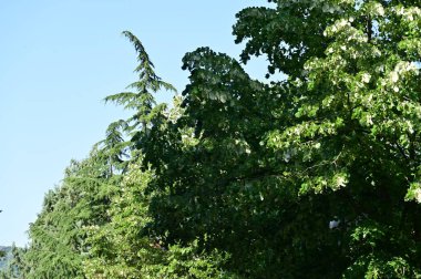 Mavi gökyüzü arka plan üzerinde yeşil ağaçlar