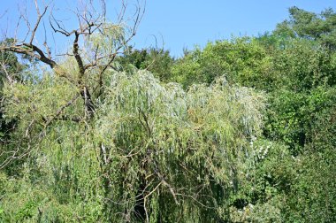 Mavi gökyüzü arka plan üzerinde yeşil ağaçlar