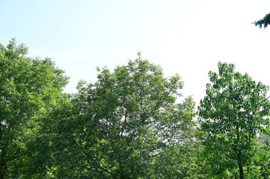 Mavi gökyüzü arka plan üzerinde yeşil ağaçlar