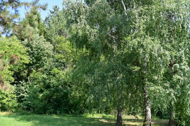 Mavi gökyüzü arka plan üzerinde yeşil ağaçlar