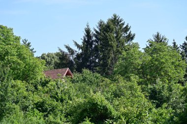 Mavi gökyüzü arka plan üzerinde yeşil ağaçlar
