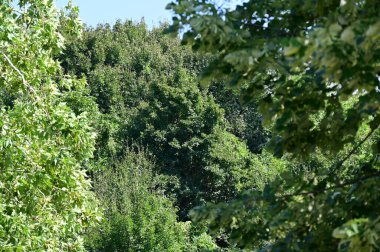 Mavi gökyüzü arka plan üzerinde yeşil ağaçlar