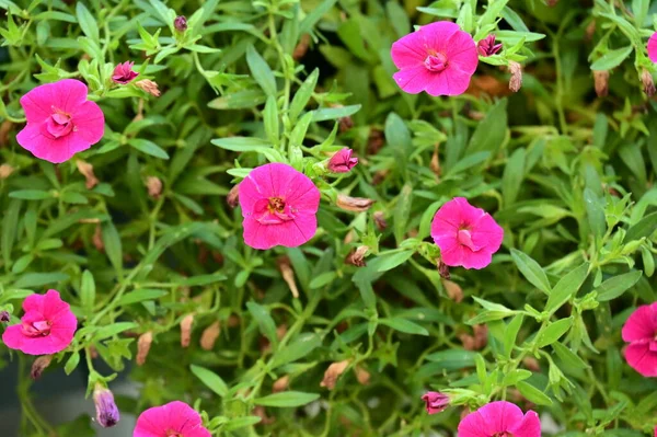 Дивовижні Рожеві Квіти Ростуть Саду — стокове фото