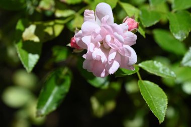 Bahçede büyüyen harika pembe çiçekler