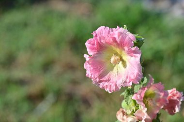 Bahçede büyüyen harika pembe çiçekler