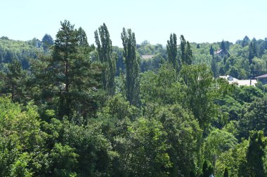 Mavi gökyüzü arka plan üzerinde yeşil ağaçlar