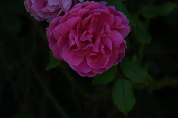 Úžasné Růžové Růže Květiny Rostoucí Zahradě — Stock fotografie