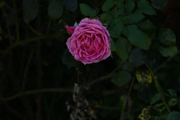 Fantastiska Rosa Ros Blommor Som Växer Trädgården — Stockfoto