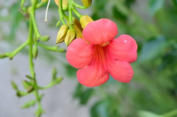 Flores Vermelhas Incríveis Crescendo Jardim — Fotografia de Stock