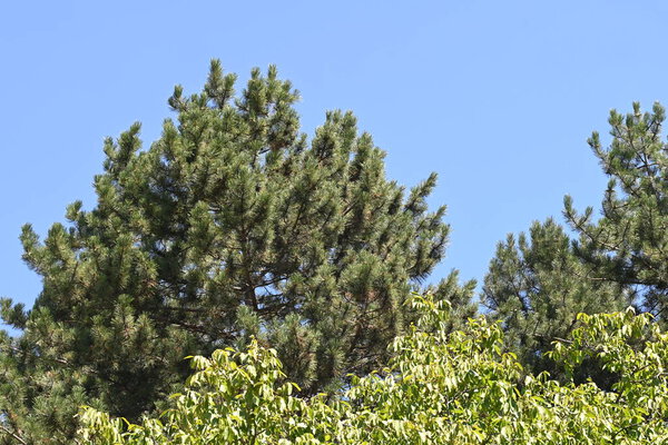 green trees on blue sky background