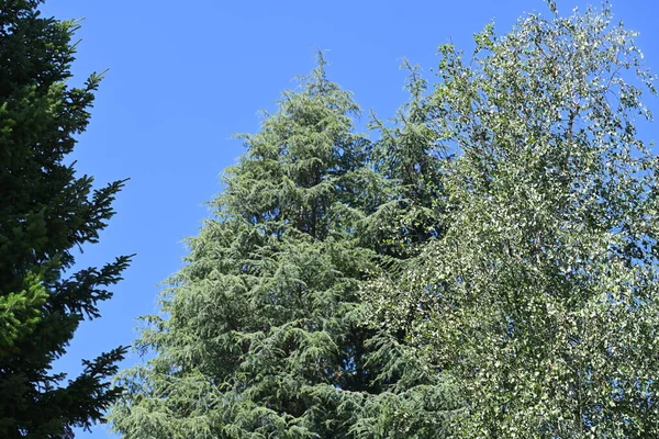 Πράσινα Δέντρα Φόντο Γαλάζιο Του Ουρανού — Φωτογραφία Αρχείου