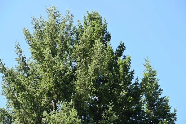 Árvores Verdes Fundo Azul Céu — Fotografia de Stock
