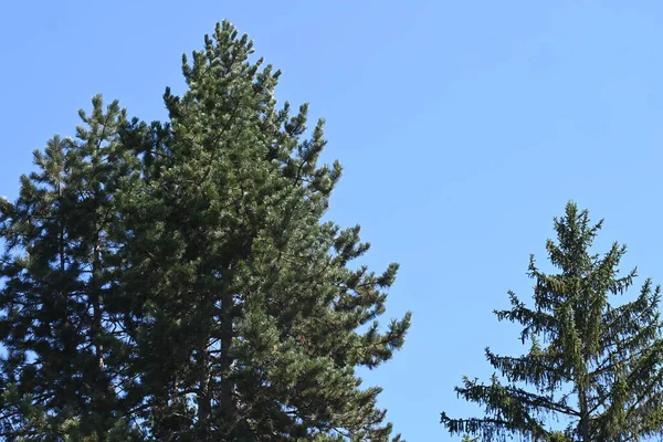 Arbres Verts Sur Fond Bleu Ciel — Photo