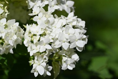 Bahçede büyüyen beyaz çiçekler