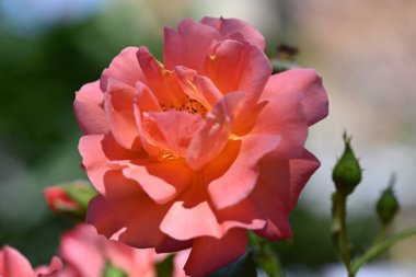 Bahçede güzel gül çiçeği yakın 