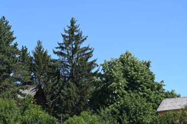 Mavi gökyüzü arka plan üzerinde yeşil ağaçlar