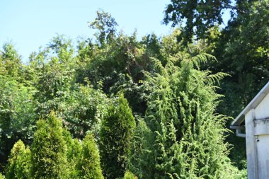 Mavi gökyüzü arka plan üzerinde yeşil ağaçlar