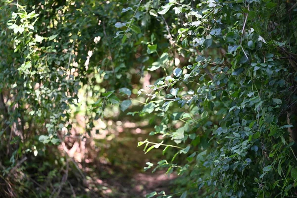 Zelené Listy Rostlin Parku — Stock fotografie