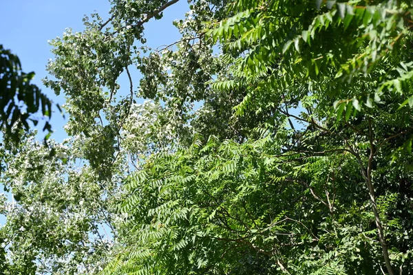 Árboles Verdes Sobre Fondo Azul Del Cielo — Foto de Stock