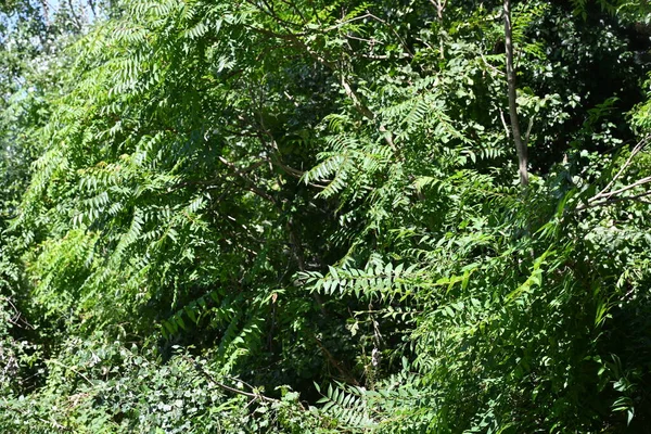 Zielone Liście Drzew — Zdjęcie stockowe