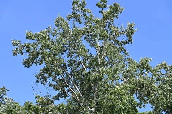 Zelené Stromy Pozadí Modré Oblohy — Stock fotografie