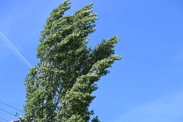 Zelené Stromy Pozadí Modré Oblohy — Stock fotografie