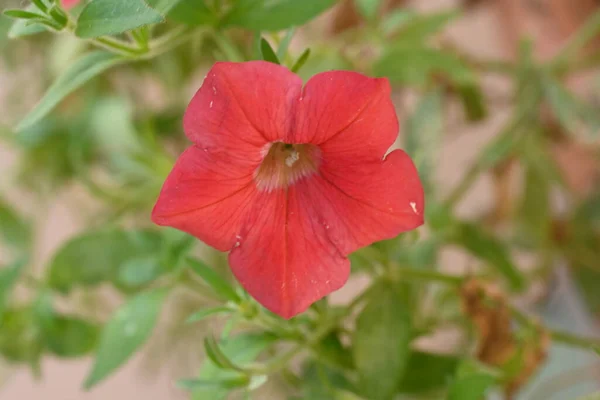 庭で育っている素晴らしい赤い花 — ストック写真