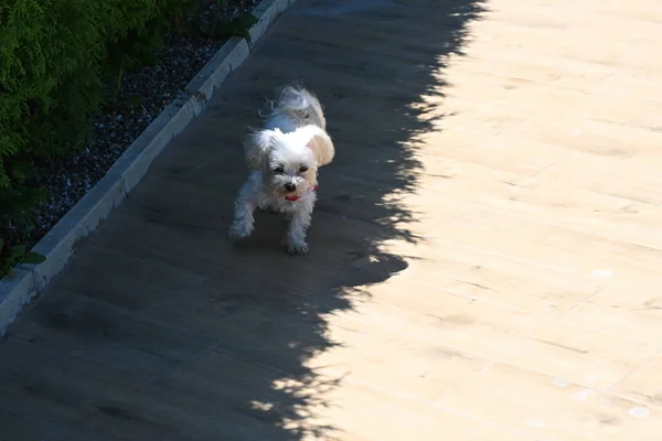 庭を歩いている白い犬 — ストック写真