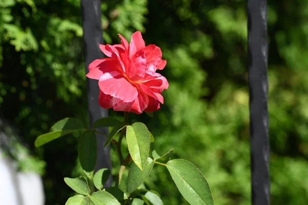庭で育っている素晴らしい赤いバラの花 — ストック写真