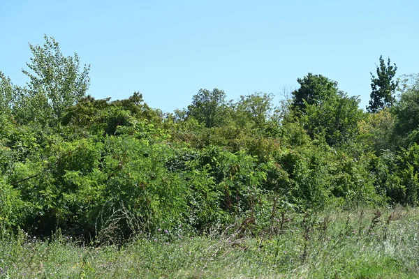 Mavi gökyüzü arka plan üzerinde yeşil ağaçlar
