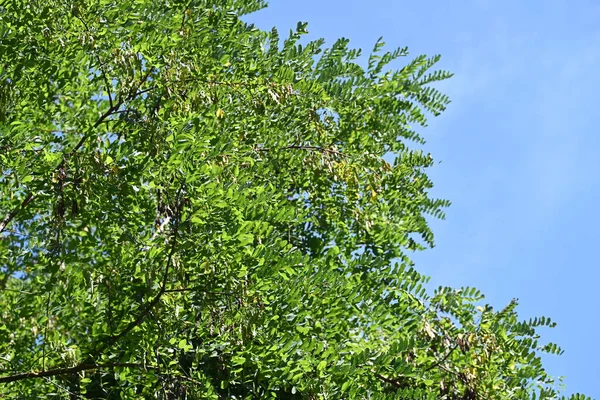 青い空を背景に緑の木々 — ストック写真